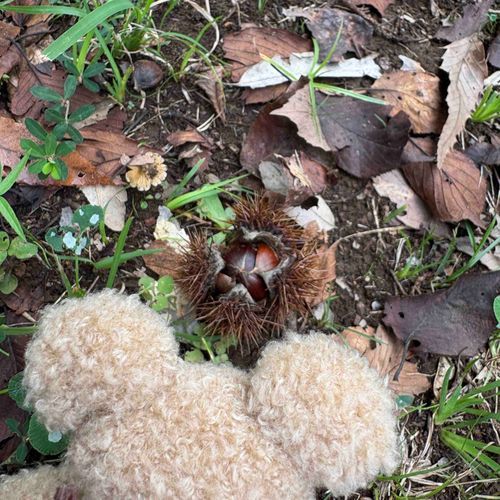 こないだね、くりを見つけたの。とげとげばりあーしてた🌰
