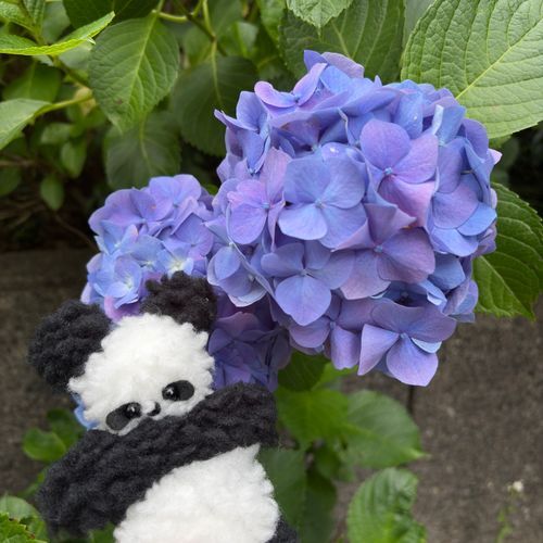 あじさいみにいったの。きれいだった✨