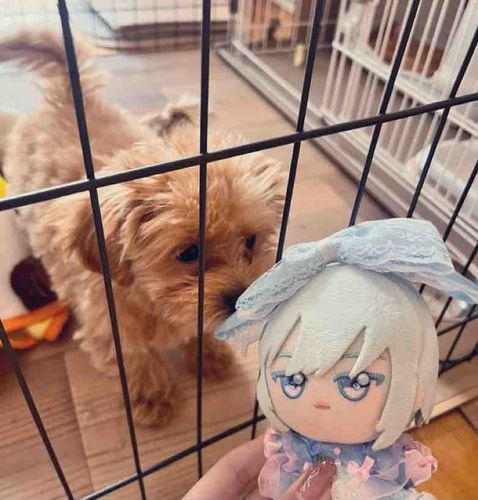 家族が増えました。
やんちゃな弟です。きにゃりは、お兄ちゃんになるのははじめてです。
食べられないようにをきをつけたいと思います。