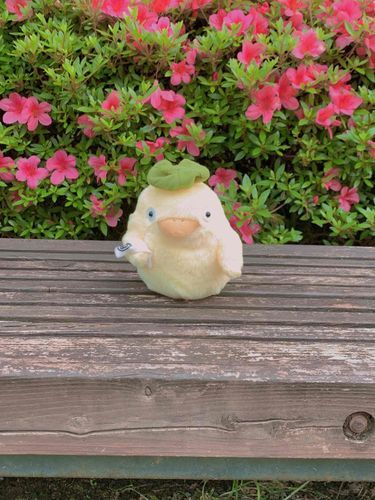 今日もうさぐむくんと大学に行ったんだ！お花の前で写真を撮ってもらったよ♪