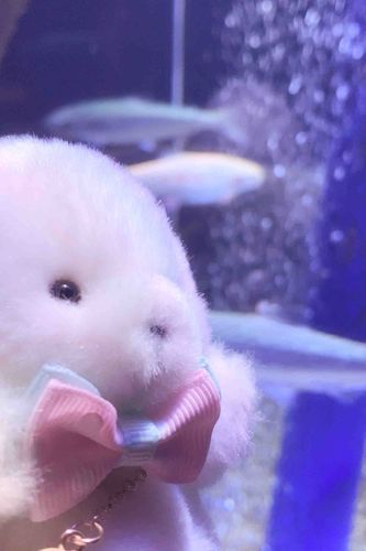 おさかなさんー！🐟
きれいだた🫧