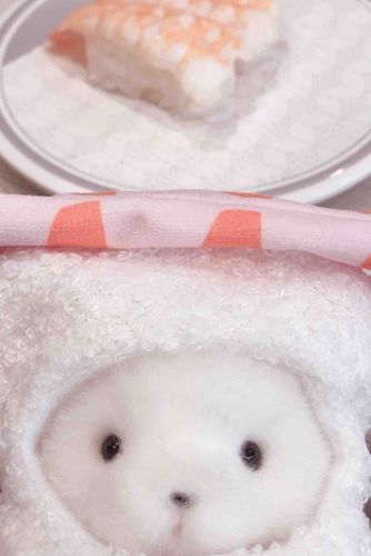 えびおすしのおようふくきて、ほんもののえびおすしたべにいたよ🍣💕
