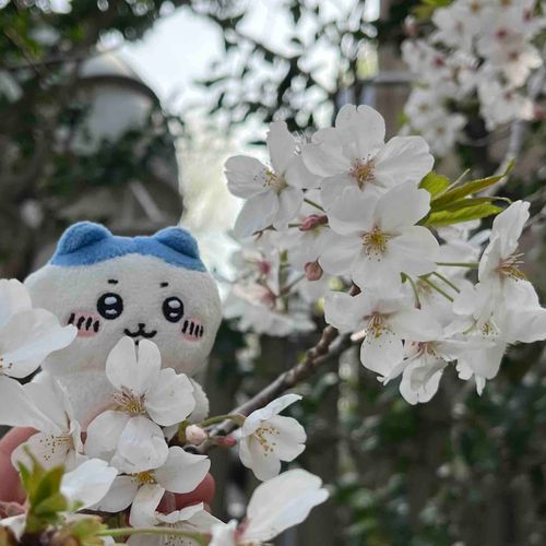 ハチワレちゃんとさくら🌸