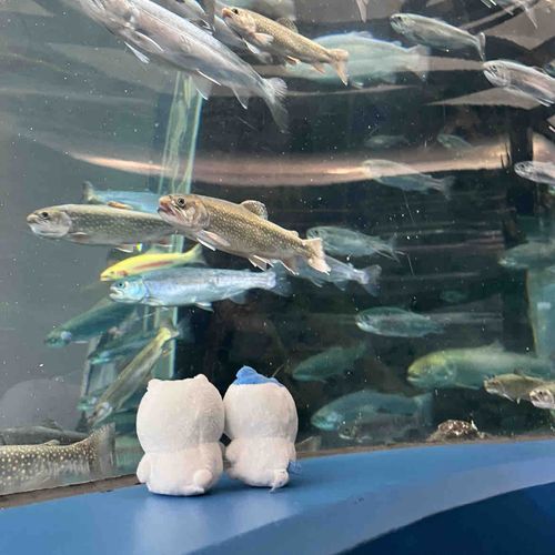 森の中の水族館にきたよ!