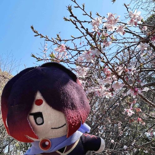 すこしずつ、はるめいてきましたね👏🏻
まんかいになったら、おはなみにいきましょう🌸