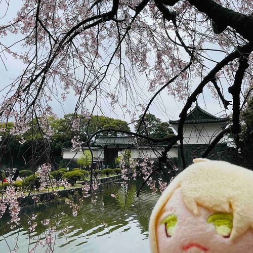 こうきょのもんのまえにゃ🌸