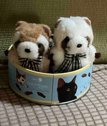 ちいさいれっさーぱんだのひらめ（白）かれい（茶）だよー　ときどきほかのなかまさんもでることもあるよ　よろしくね