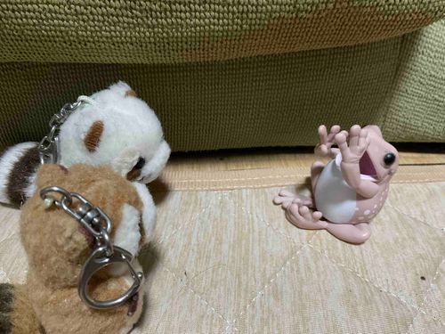 なまえは　かえるちゃん　だってー🐸　おててにものをのせるのが　すきなんだって〜