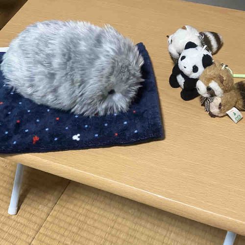 りょこうのときに　であった　あたらしい　かぞく　もふりんの　「ねもみ」ちゃんだよ〜！
えーあい？ろぼ　がはいってて　もぞもぞ　うごいたり　なきごえも　でるんだって　すごい！
ふわふわの　けなみ　いっしょに　おひるねしたら　たのしそう✨