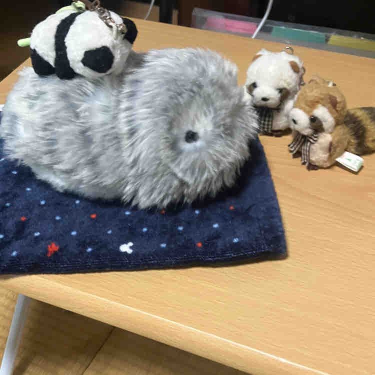 りょこうのときに　であった　あたらしい　かぞく　もふりんの　「ねもみ」ちゃんだよ〜！
えーあい？ろぼ　がはいってて　もぞもぞ　うごいたり　なきごえも　でるんだって　すごい！
ふわふわの　けなみ　いっしょに　おひるねしたら　たのしそう✨