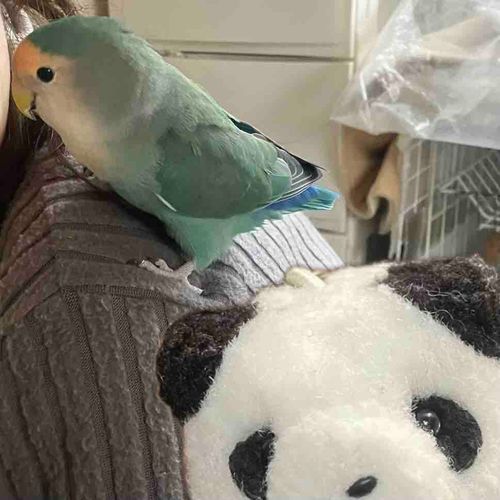 とうきょうで　いんこの　すいちゃん　ひさしぶりに　あったよ〜🦜
びっくりさせちゃうから　ごあいさつだけ　したけど　なかよくなるのは　むずかしいなあ…