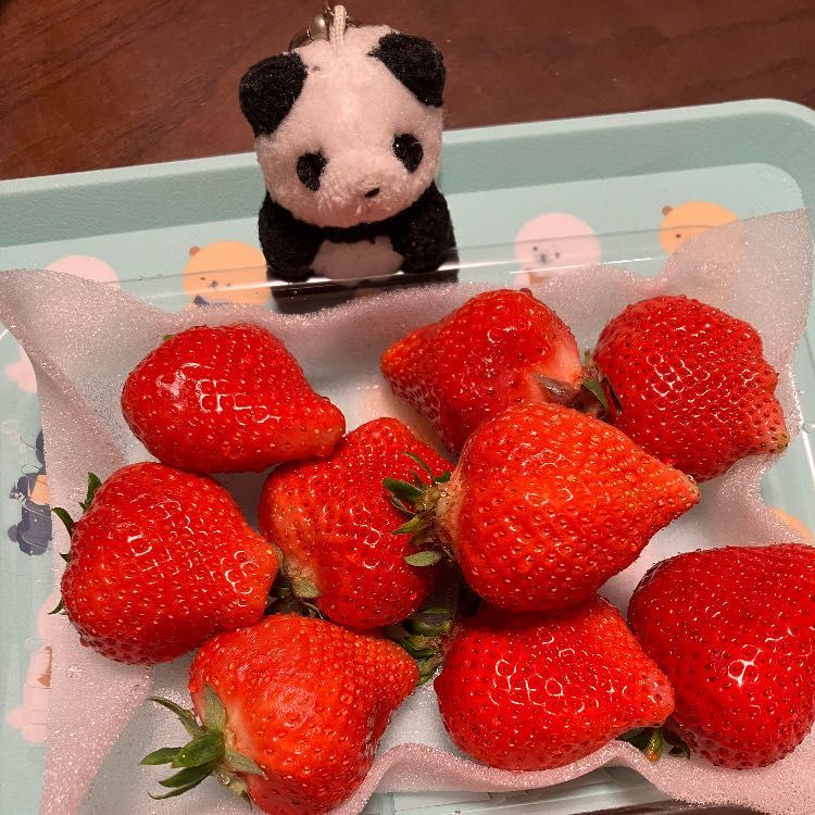 ふるさとのーぜー　の　おれいに　いちごを　もらったんだって🍓　しらすの　かおより　でっかい　いちご✨おもしろい　かたちのも　あるね〜　たべるの　たのしみだ🎶