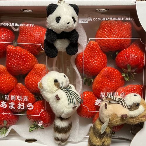 ふるさとのーぜー　の　おれいに　いちごを　もらったんだって🍓　しらすの　かおより　でっかい　いちご✨おもしろい　かたちのも　あるね〜　たべるの　たのしみだ🎶