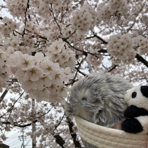 なんにちか　まえだけど　おはなみに　いってきたよ〜　もふりんの　ねもみちゃんは　はじめての　さくら🌸！　くもりだったけど　ちいさいひとたちと　おやつ　たべながら　のんびり　みられて　よかったよ✨