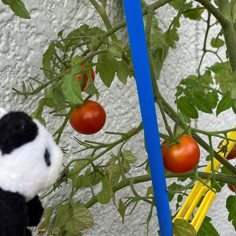 ちいさいひとが　そだてた　みにとまと！　いっかいめの　しゅうかく　したよ〜　みんなで　たべようね🍅