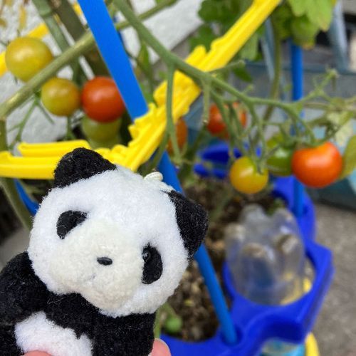 ちいさいひとが　そだてた　みにとまと！　いっかいめの　しゅうかく　したよ〜　みんなで　たべようね🍅