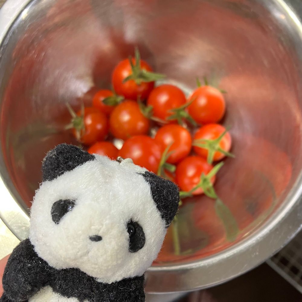 ちいさいひとが　そだてた　みにとまと！　いっかいめの　しゅうかく　したよ〜　みんなで　たべようね🍅