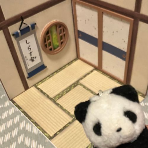 きのう　うちのひとたちが　しらすたちの　おへや　つくってくれたよー！　たたみの　おちつく　おへや🍵　
ほかの　おへやも　つくってくれるかも　だって✨