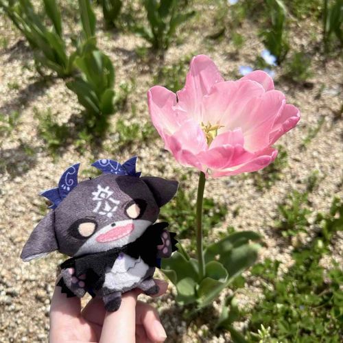 チューリップは開いちゃっててもう終わりかなって感じでした🥲🌷
初めてネモフィラ見れて嬉しかった〜！🩵
わたしのソロ活に付き合ってくれたでび様に感謝です！
またサブ崇拝頑張って、お休みの日にはどこかに行きましょう🚗

byけいやくしゃ