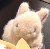 ごはんをねらううさぎ