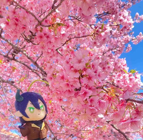 満開🌸