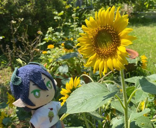 夏色に輝くひまわり