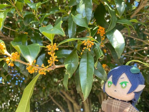 香りを辿って