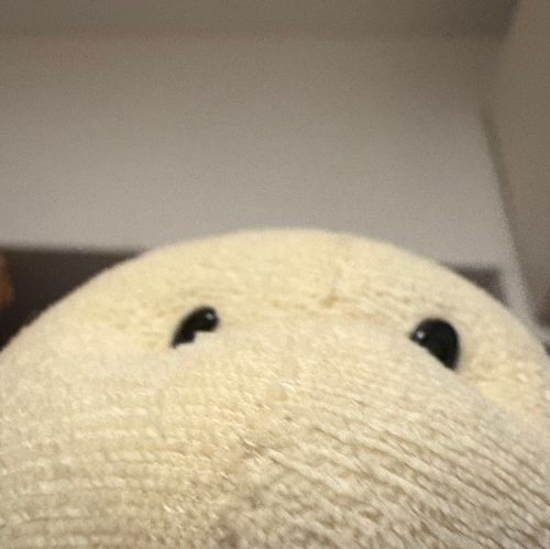 よろしくお願いします🐢