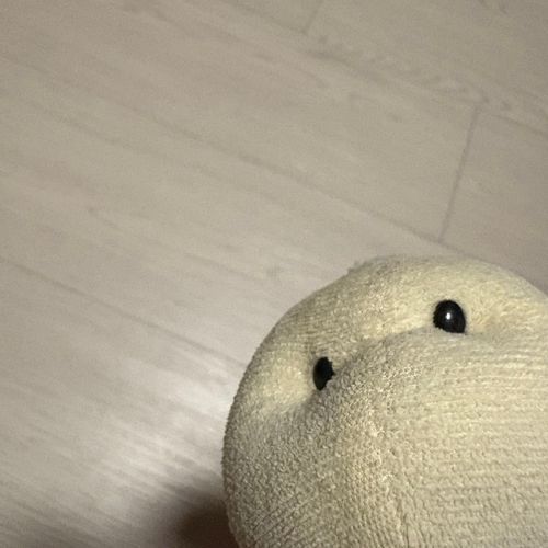 ふわもこの初投稿！🐢
