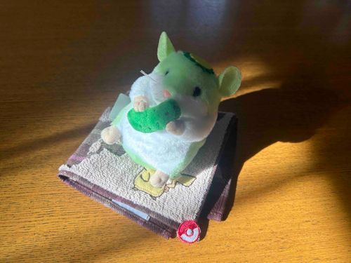 起きたらはむかっぱちゃんが光合成してた