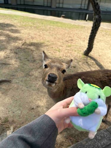 鹿さんとパシャリ