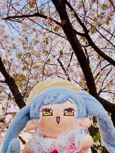 忙しすぎてもう葉桜！！