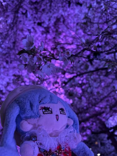 桜はやっぱり夜もいいのね！