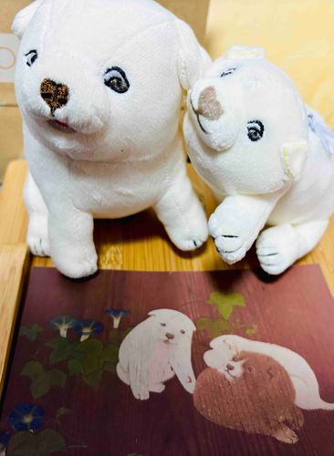 新入りに絡まれながらも見つめるいぬ