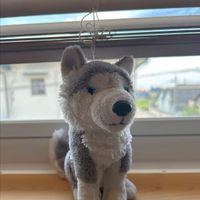 わんこ