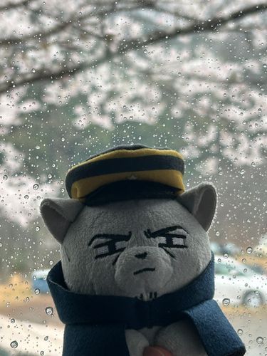 雨の🌸だから車から見よう