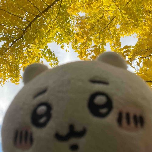 イチョウの初恋