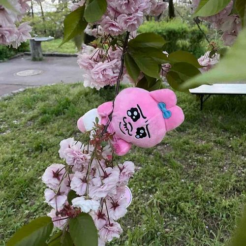 さくらでちゅ