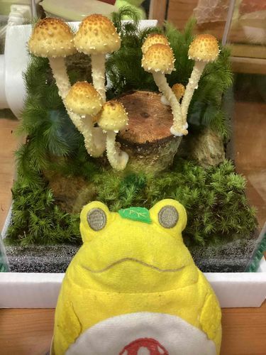 私が育てました
