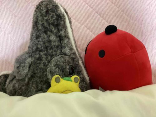 いつも一緒に寝るメンツ。わにとたらこ。
おやすみなさい