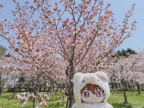 さくら🌸が まんかい だったぞ‼️‼️‼️‼️‼️‼️‼️‼️‼️はる だな😄‼️‼️‼️‼️‼️‼️‼️‼️