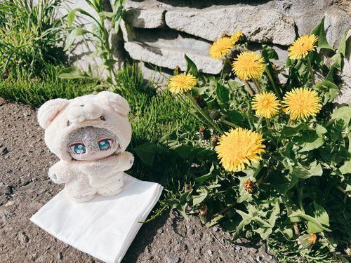 たんぽぽ🌼