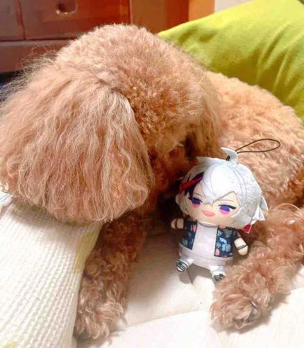 ぷわぱぺ（夏のすがた）
ついに！！！！お迎えしたああああ😭
うちのマロンが、新人の匂い嗅いでる笑

ぷわぱぺは、何も分かってなさそう😂