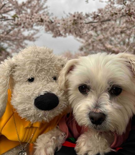 久しぶりに外に出たドッグ。妹と写真撮ったドッグ