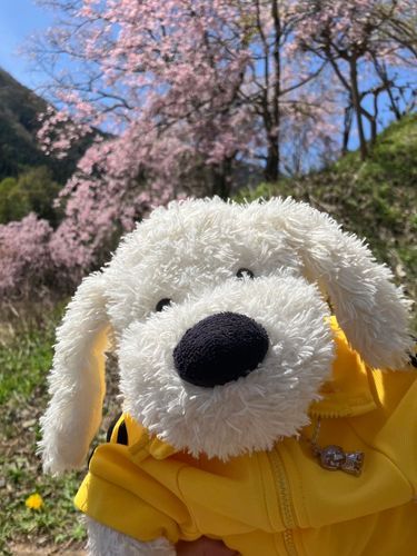 久しぶりドッグ。おでかけー