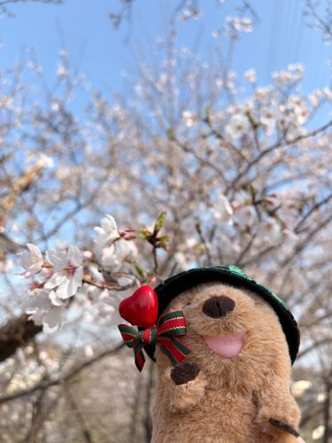 実は桜も見てきた！写真撮ってて良かった！