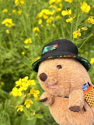 菜の花も見てきたぜ