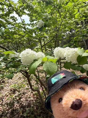 またお花を見に行ってきたよ