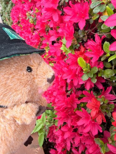ツツジ🌺も見てきた