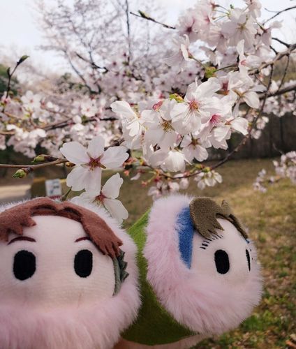 ぬいと公園へお花見に行きました✌️🌸
